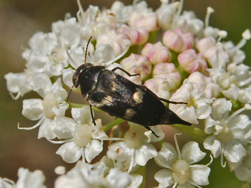 Un minuscolo coleottero: Mordellidae